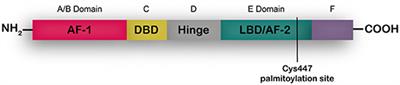 The Tumor Microenvironment as a Regulator of Endocrine Resistance in Breast Cancer